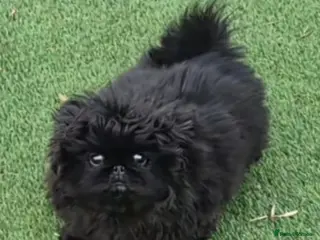 Pekingese dogs One left, stunning female Pekingese black puppies - Advert 7
