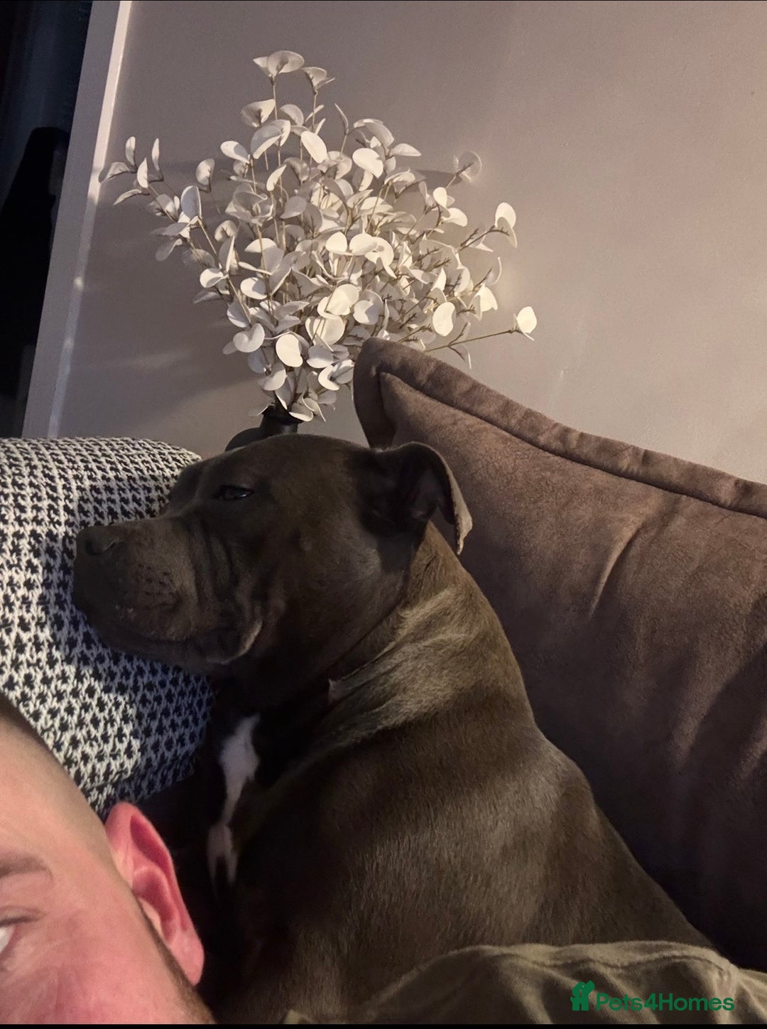 Staffordshire Bull Terrier dogs for sale: Blue Staffordshire bull terrier re homing  - Advert 3