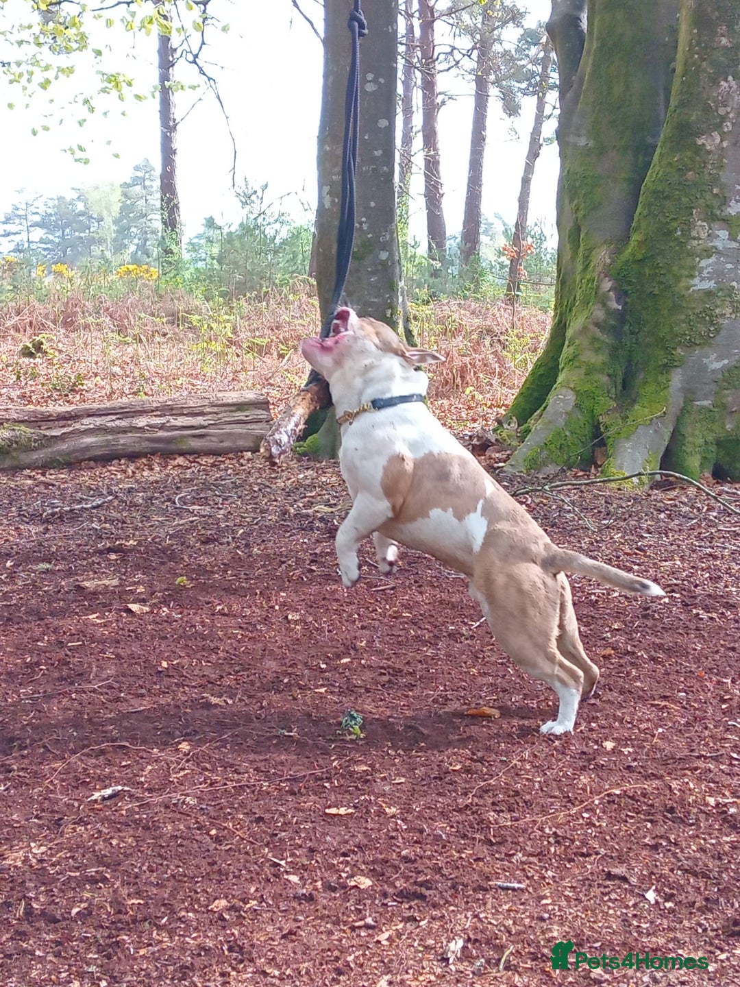 Mixed Breed dogs for sale: French bulldog cross pocket bully - Image 19