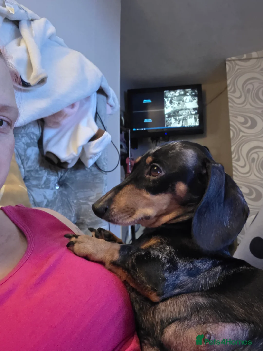 Dachshund dogs for sale: Smooth miniature dachshund boy for sale  - Advert 2