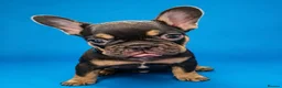 French Bulldog dogs for sale: 🌟REDUCED🌟only one girl and one boy left - Advert 26