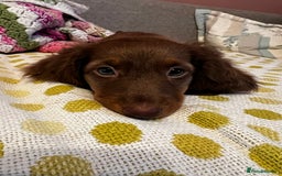 Miniature Dachshund dogs for sale:  KcReg Long Haired Miniature Dachshund Dapper  - Image 6