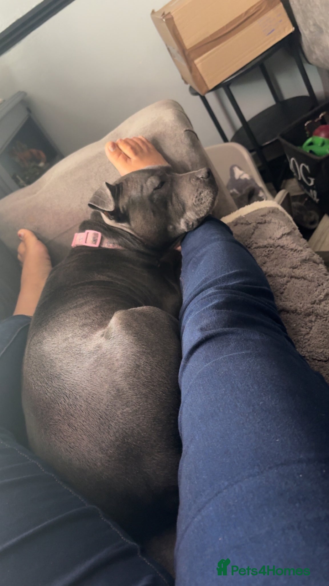 Staffordshire Bull Terrier dogs Blue staffy pups  - Advert 1