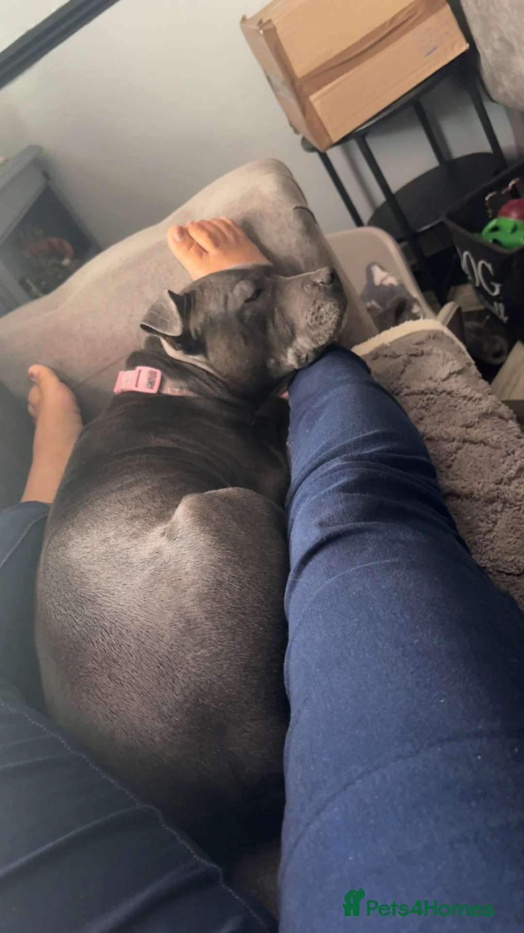 Staffordshire Bull Terrier dogs for sale: Blue staffy pups  - Advert 1