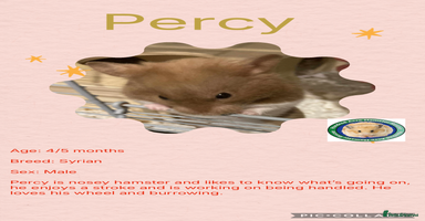 Hamster rodents - Advert 9