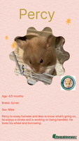 Hamster rodents - Advert 10