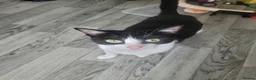 Mixed Breed cats for sale: 2 black and white kittens for sale  in Warrington - Advert 4