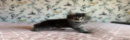 Maine Coon cats for sale: 4 beautiful playful Maine Coon kittens  in Glastonbury - Advert 19
