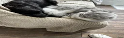Ragdoll cats for sale: 3 adult cats - 2 Full British short hair brothers - Advert 14