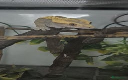 Gecko reptiles for sale: Crested gecko - Image 1