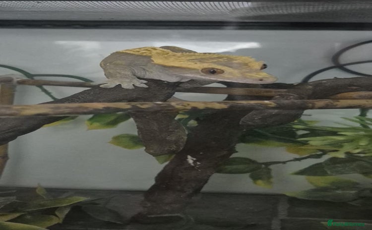 Gecko reptiles - Advert 1
