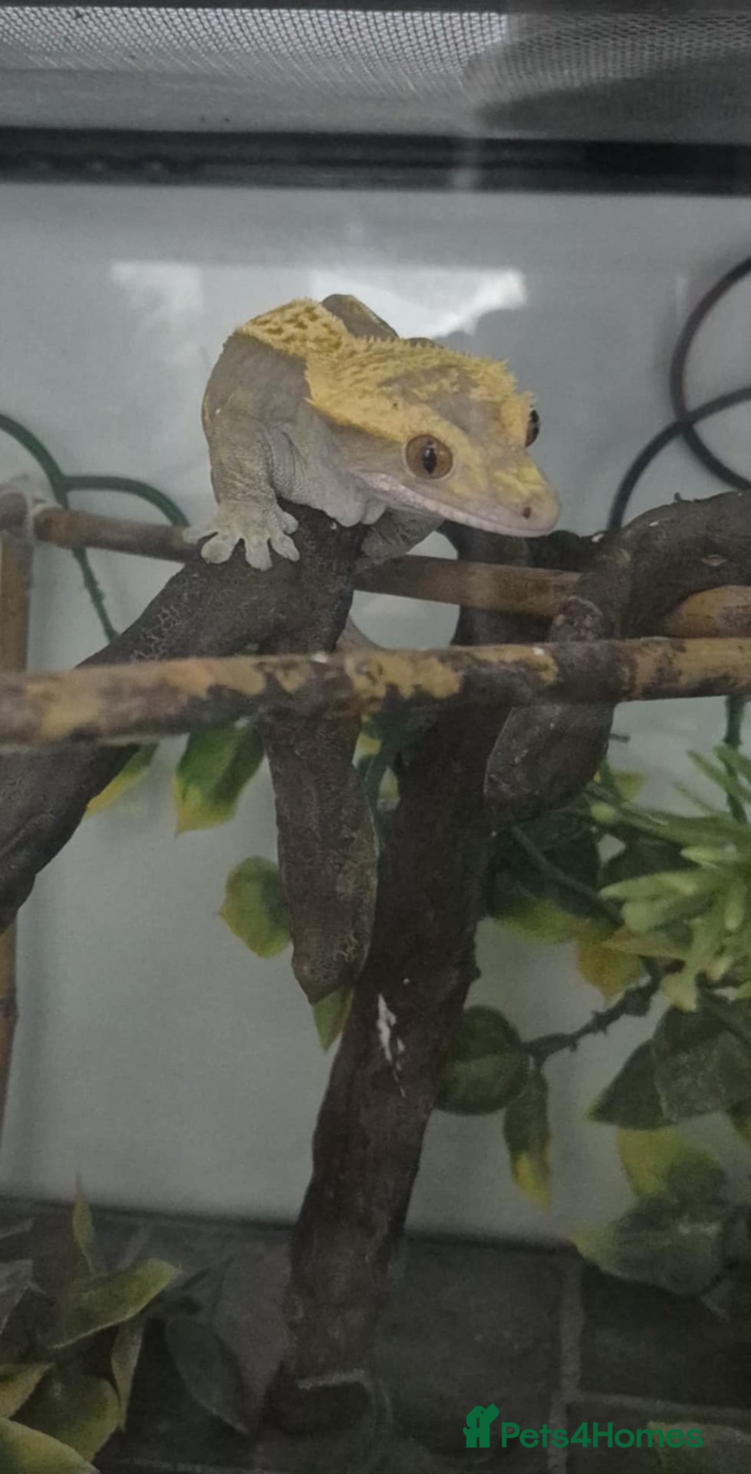 Gecko reptiles for sale: Crested gecko - Image 1