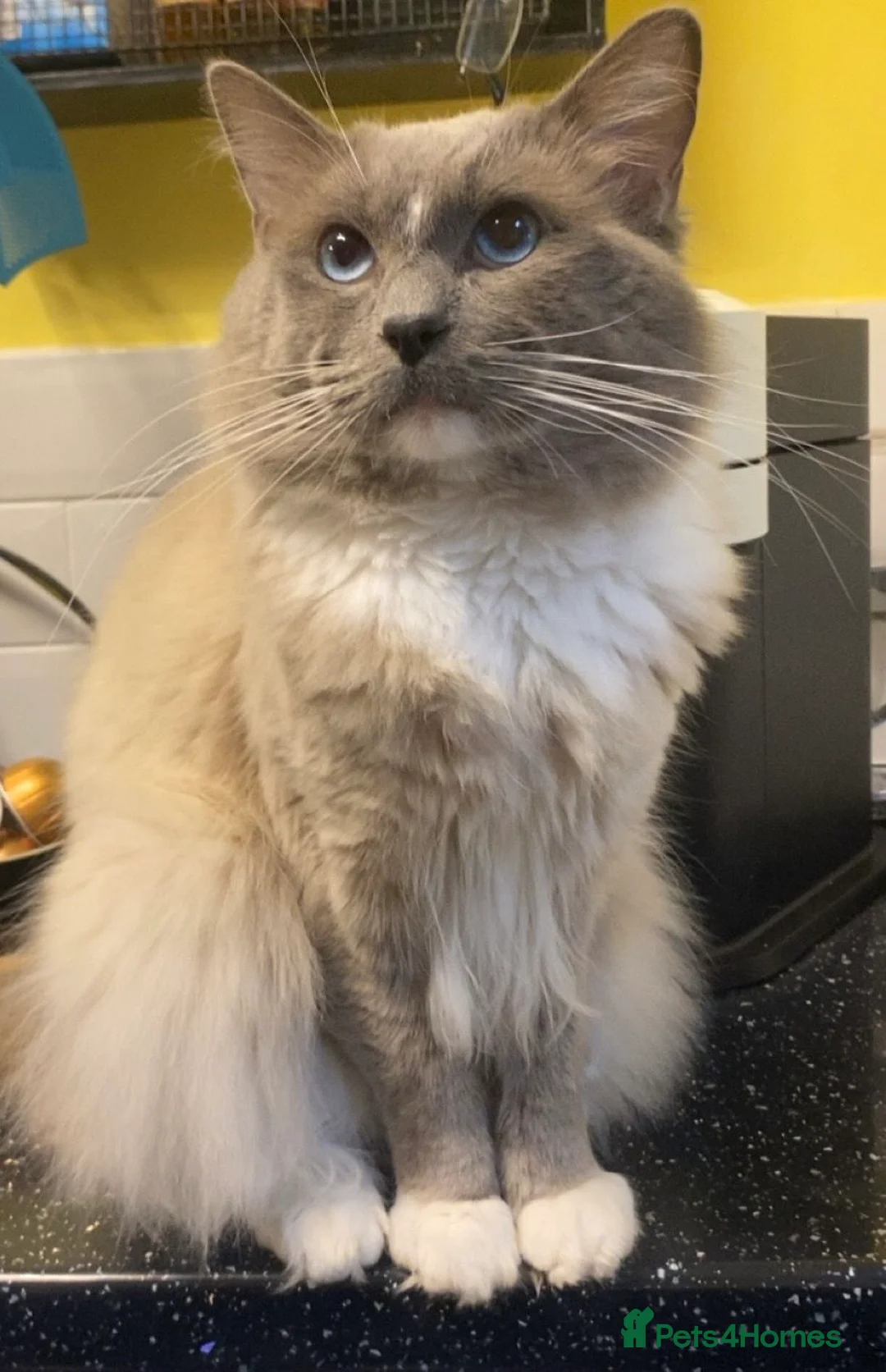 Ragdoll cats for stud: GCCF Reg. Blue point mitted Ragdoll Stud - JEEVES - Advert 2