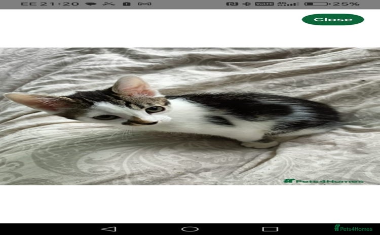 Mixed Breed cats - Advert 1