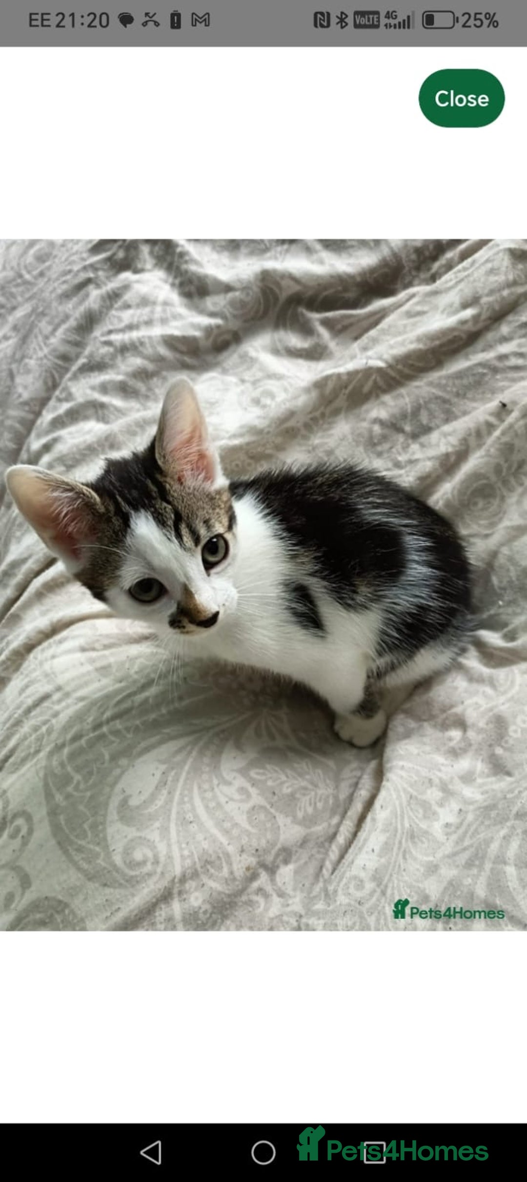 Mixed Breed cats for sale: Two Adorable Kittens, ready for their forever home - Image 1