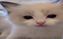 Ragdoll cats for sale: Two beautiful female ragdoll kittens - Image 11