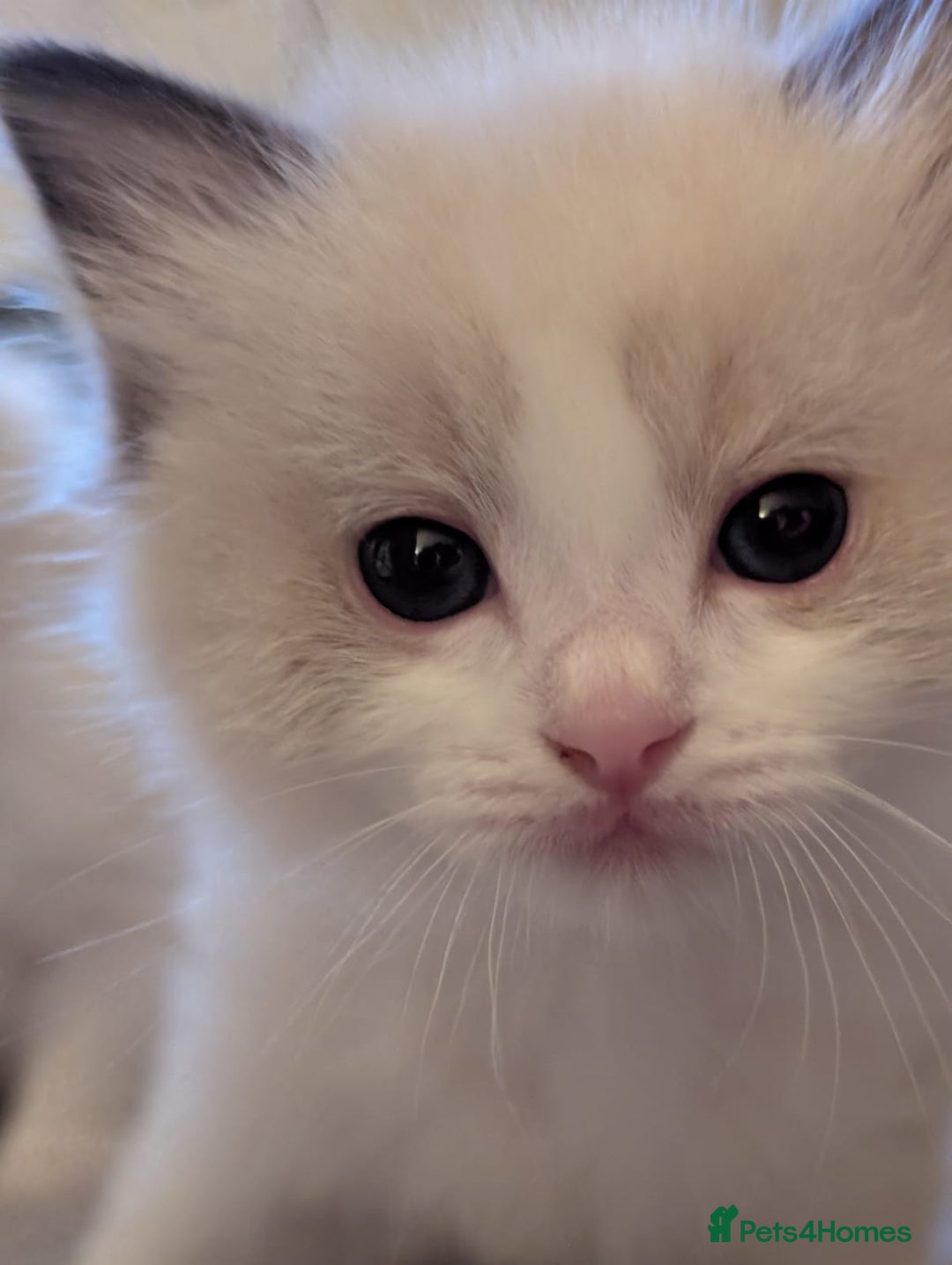 Ragdoll cats for sale: Two beautiful female ragdoll kittens - Image 11