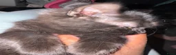 British Longhair cats for sale: Smokie for sale  - Advert 4