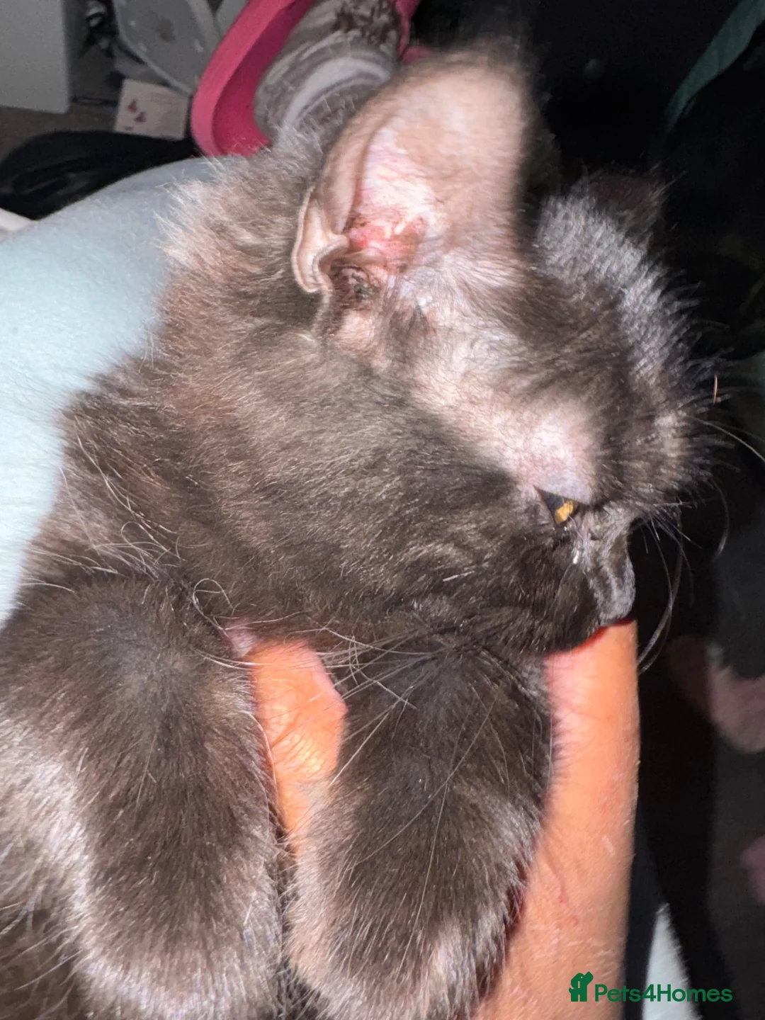 British Longhair cats for sale: Smokie for sale  - Advert 4