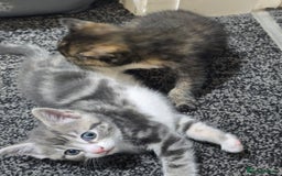 British Shorthair cats for sale: 🐱Four  Sisters Looking for Their Forever Homes!  - Image 11