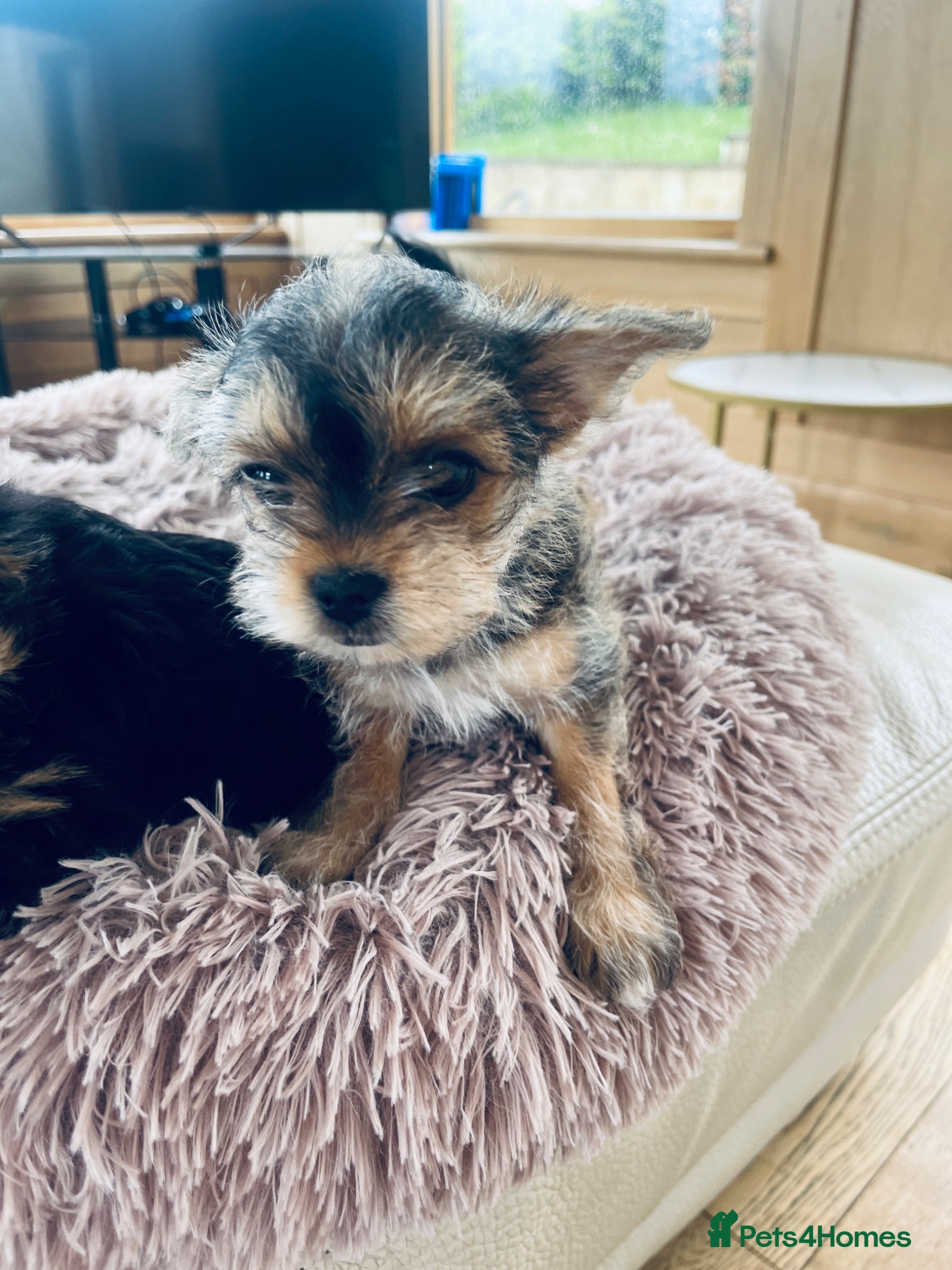 Mixed Breed dogs for sale: 2 female Yorkie pups ready for their forever home  - Advert 5