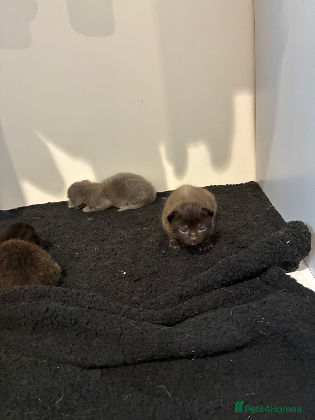 British Shorthair cats for sale: 🐾 British Shorthair Kittens 🐾 - Image 5