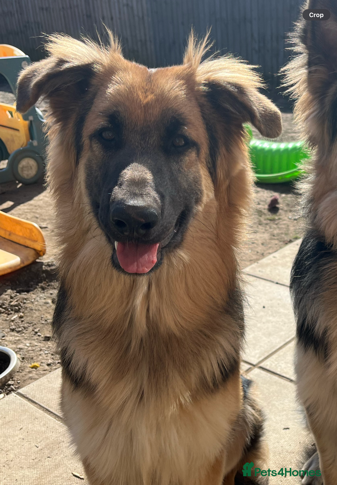 German Shepherd dogs for sale: 2 German shepherds - Advert 2