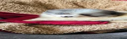 Pomeranian dogs for sale:  3 gorgeous pomeranian puppies available  - Advert 23