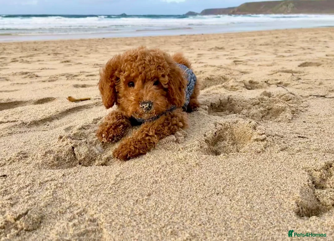 Cockapoo dogs for sale: Cockapoo Puppy For Sale - Advert 5