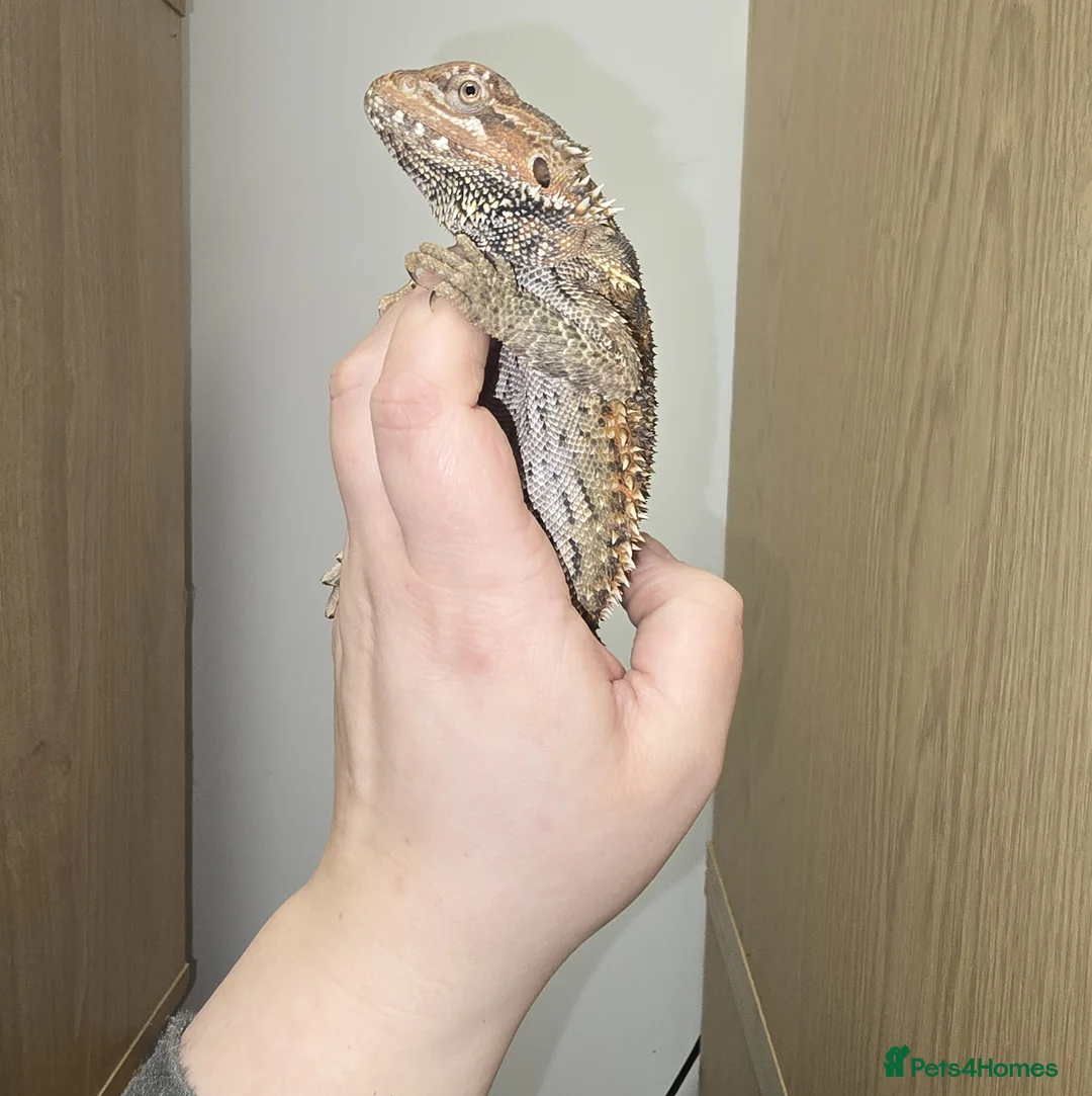 Mixed Breed reptiles for sale: Reptiles & Inverts For Sale at MMA Reptiles in Worksop - Advert 2