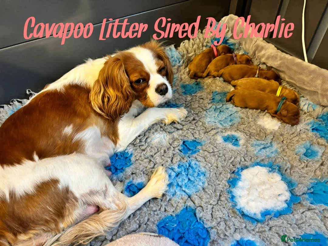 Toy Poodle dogs for stud: Red Toy Poodle Stud (3.5KG) in Mexborough - Advert 3