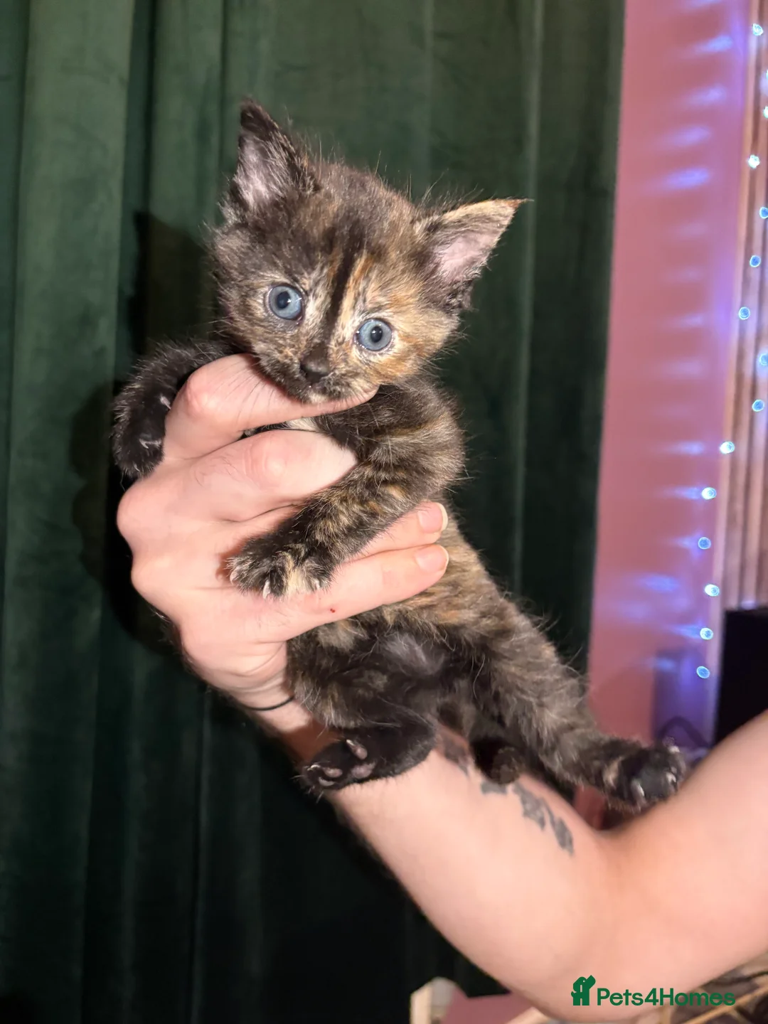 Mixed Breed cats for sale: Blue and tabby kittens  - Advert 7