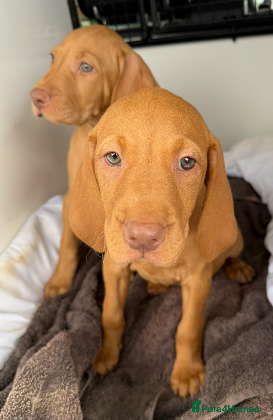 Hungarian Vizsla dogs for sale: Hungarian Vizsla Puppies For Sale - Image 7