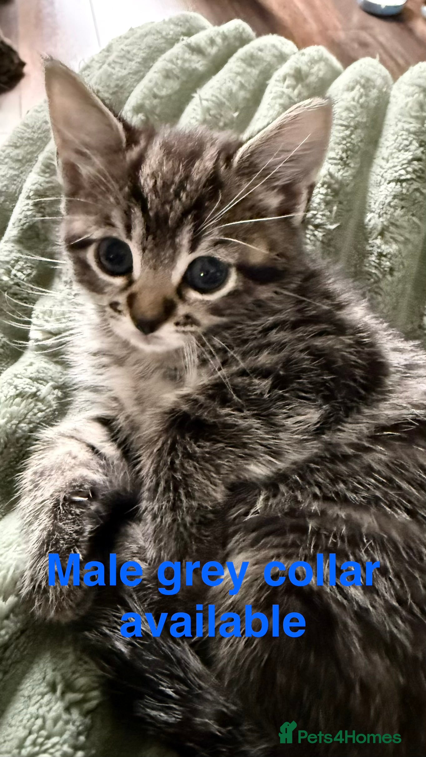Mixed Breed cats Beautiful Bengal X Tabby X kittens  - Advert 2