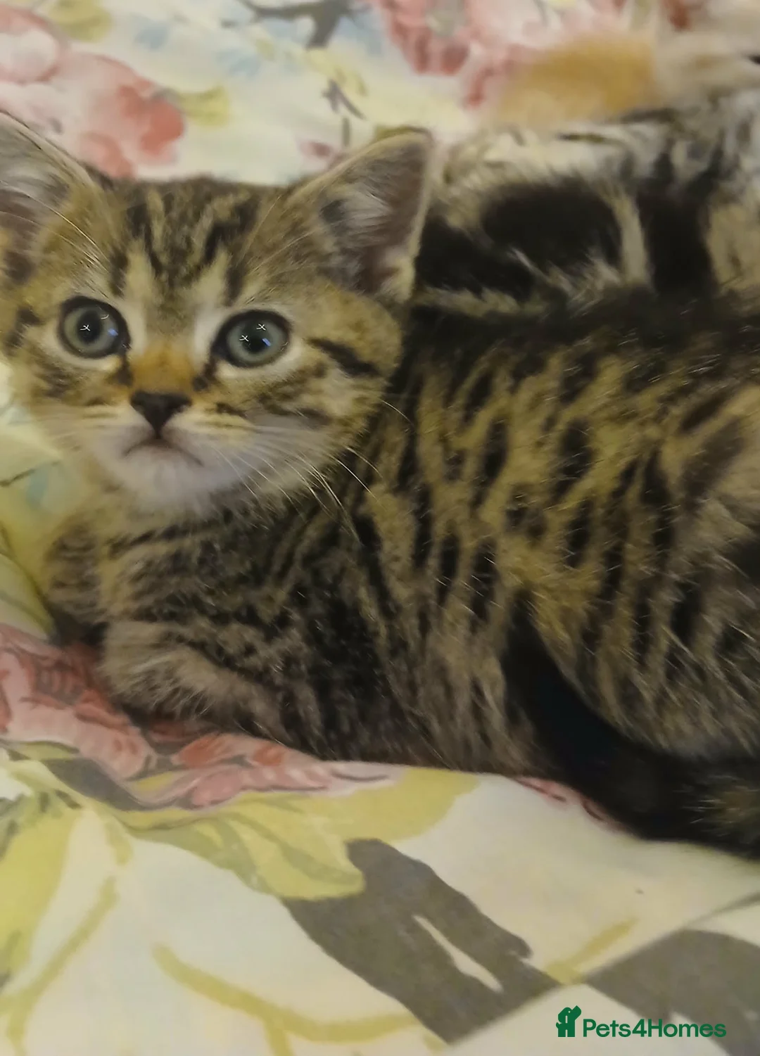 Mixed Breed cats for sale: Only one ginger kitten boy is available. - Advert 10