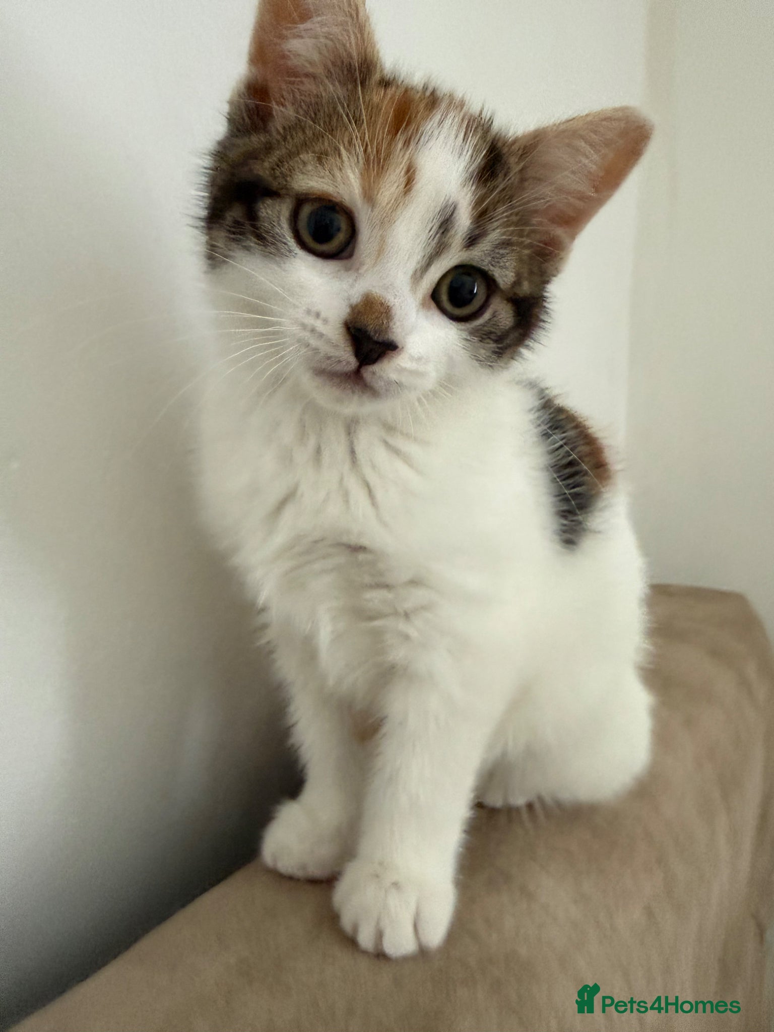 Mixed Breed cats Calico female kitten - Advert 2