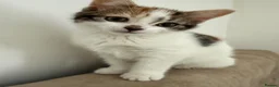 Mixed Breed cats for sale: Calico female kitten - Advert 1