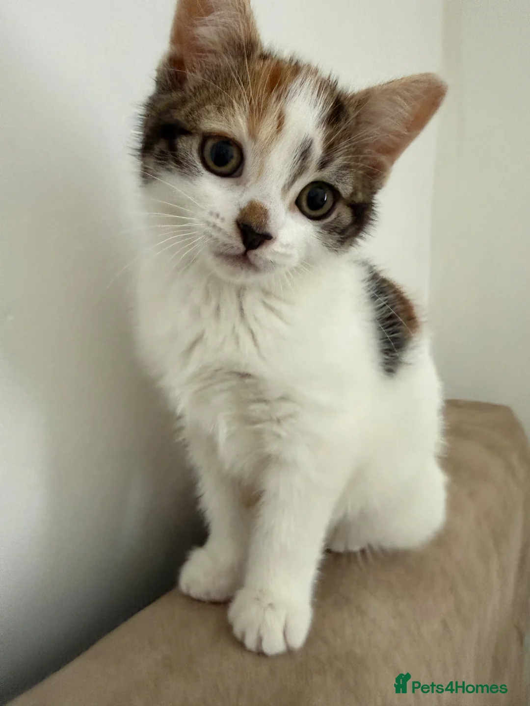 Mixed Breed cats for sale: Calico female kitten - Advert 1