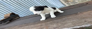 Border Collie 4