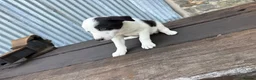 Border Collie dogs for sale: Stunning red / blue / black & white pups - Advert 30