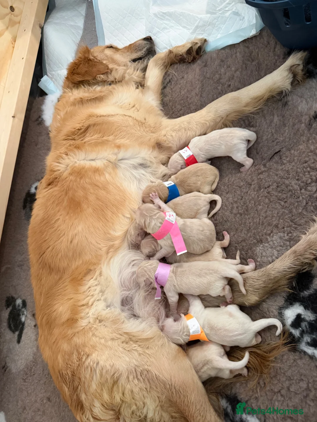 Golden Retriever dogs for sale: Golden Retriever Puppies  in Templecombe - Advert 20