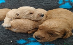 Mini Goldendoodle dogs for sale: Adorable Red & Apricot Goldendoodle Puppys - Image 11