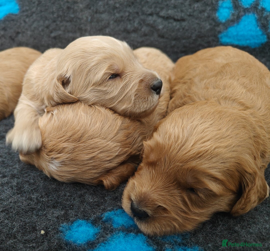 Mini Goldendoodle dogs for sale: Adorable Red & Apricot Goldendoodle Puppys - Image 11