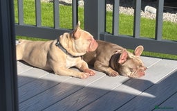 French Bulldog dogs for sale: French Bulldogs for sale - Image 5