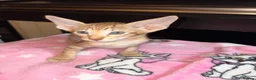 Oriental cats for sale: GCCF Oriental Kittens  in Stratford-upon-Avon - Advert 8