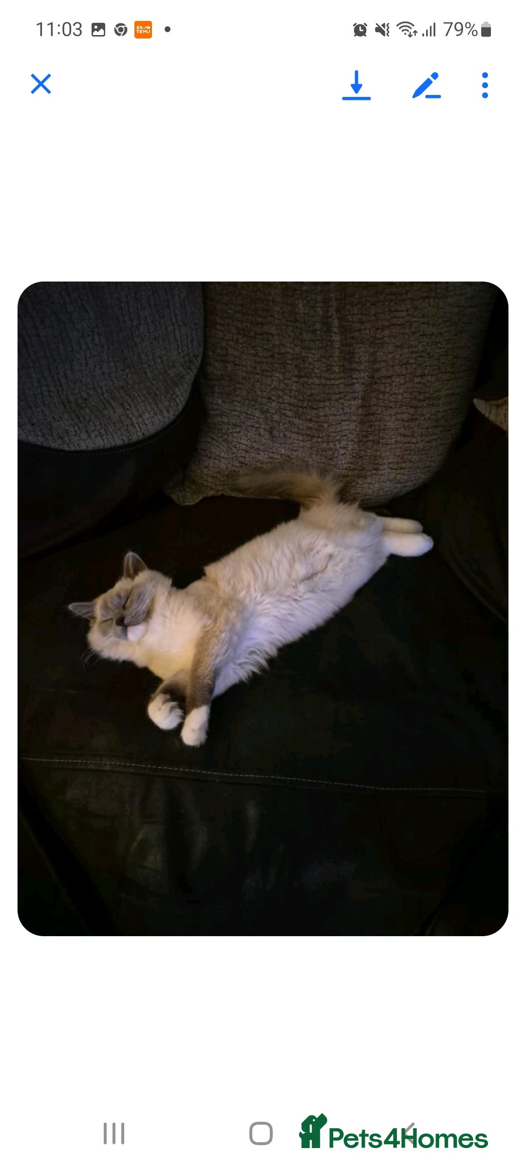 Ragdoll cats for sale: Ragdoll Male - Image 2