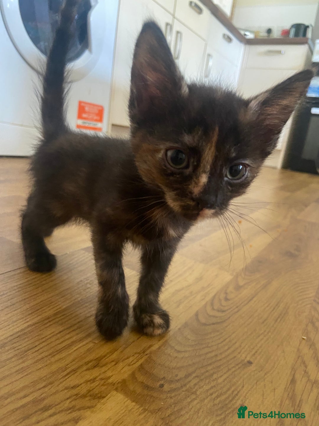 Bengal cats for sale: 7 adorable bengal/tort kitties available now!  - Image 3