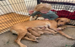 Labrador Retriever dogs for sale: Beautiful Labrador puppies for forever homes  - Image 2