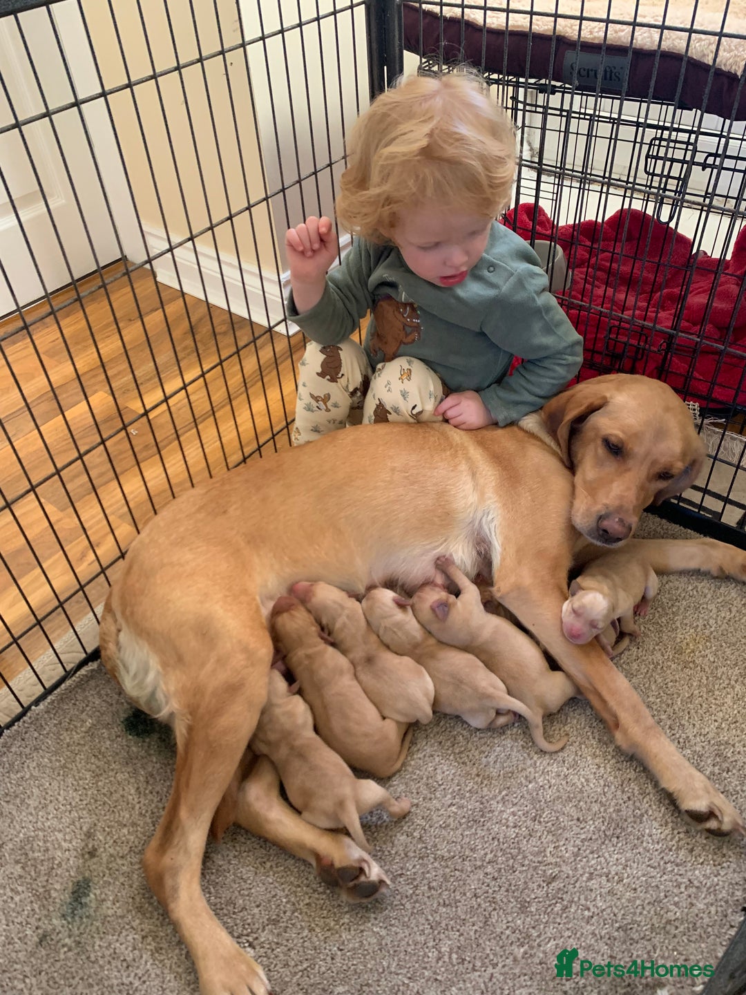 Labrador Retriever dogs for sale: Beautiful Labrador puppies for forever homes  - Image 2