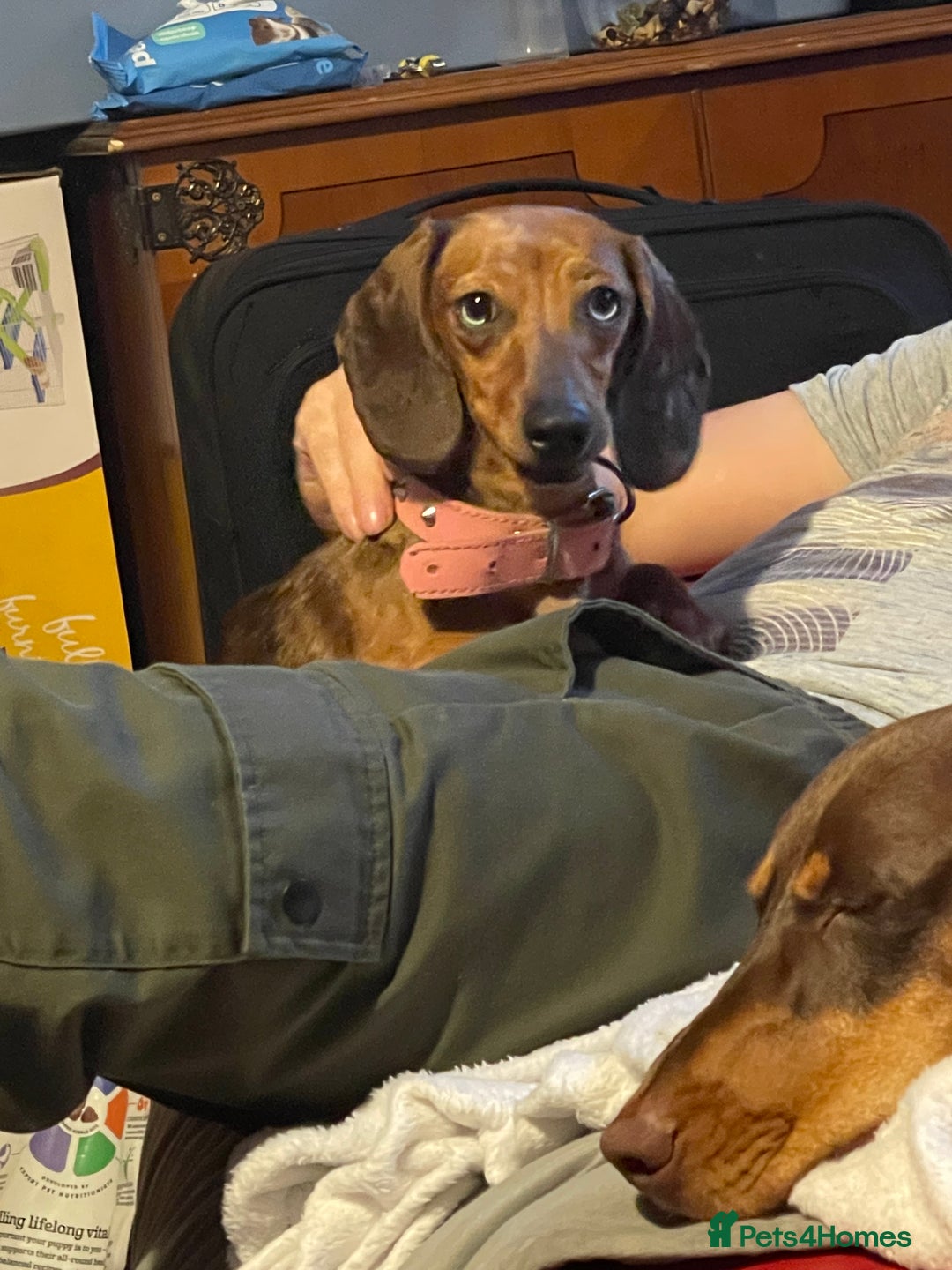 Dachshund dogs for sale: Light brown dachshund with light blue eyes  - Image 6